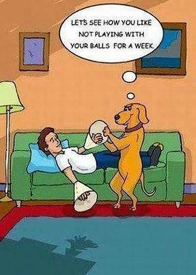 dog.webp