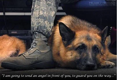 dog.webp