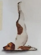 doga.webp