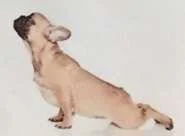 doga2.webp