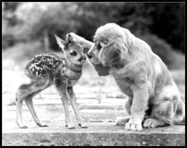 dogdeer.webp