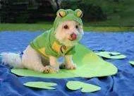 doggie froggie.webp