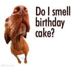 doggy bday.webp