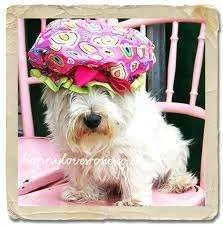 doggy shower cap.webp