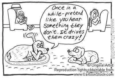 dogjoke.webp