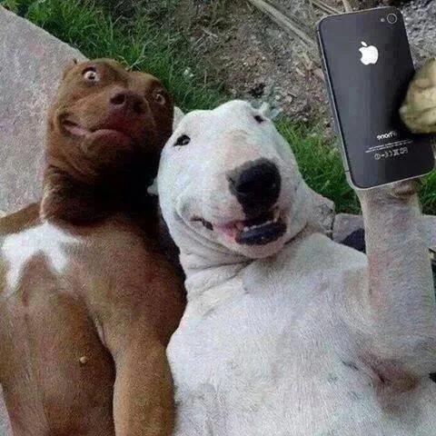 dogs selfie.webp