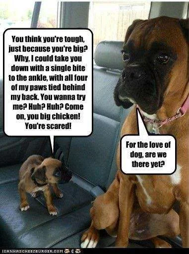 dogs.webp