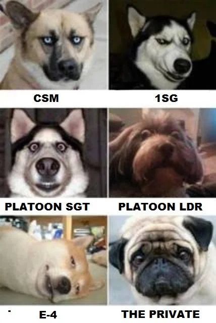 Dogs.webp