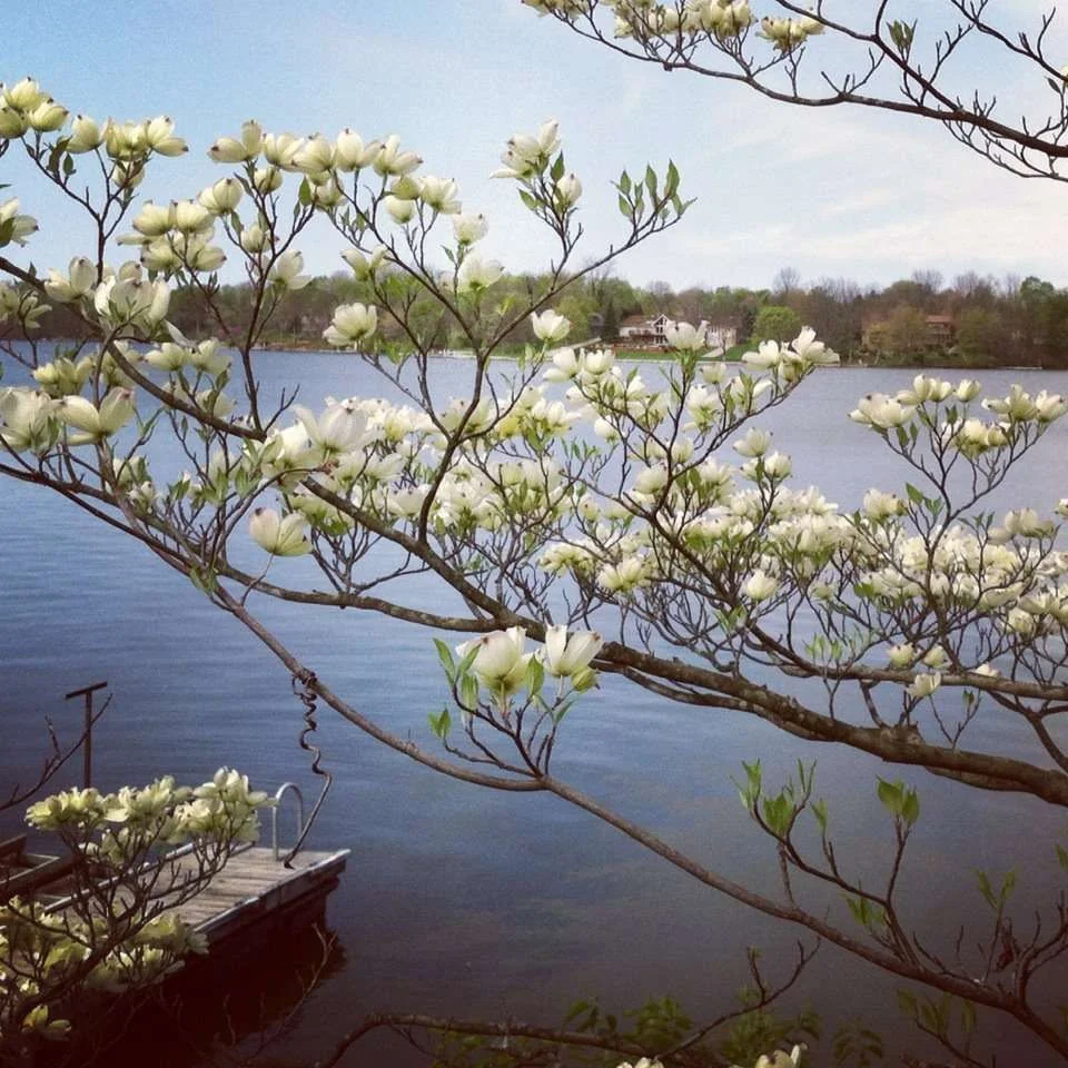 Dogwood in my back yard.webp
