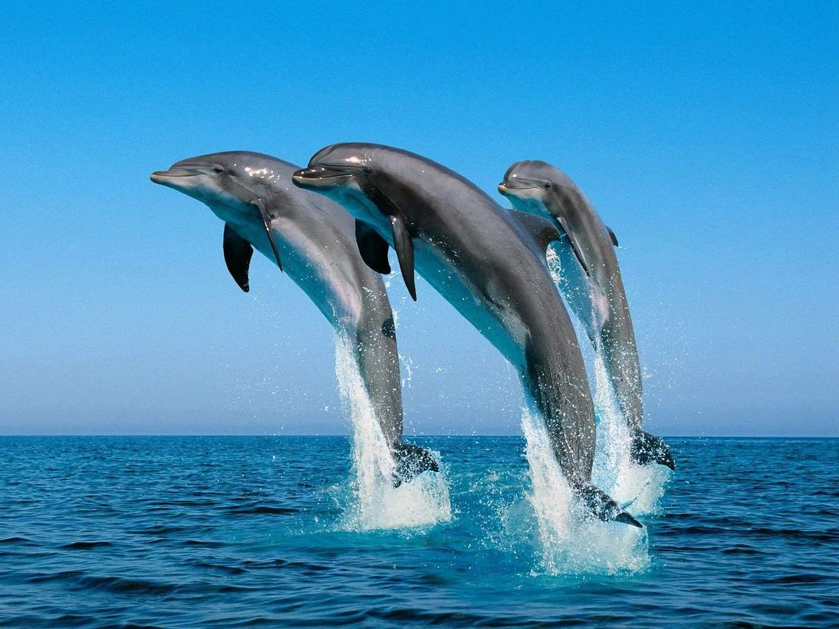 dolphins wallpaper.webp