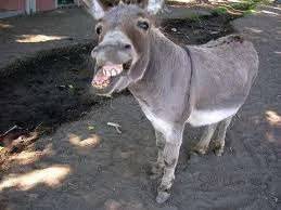 Donkey.webp