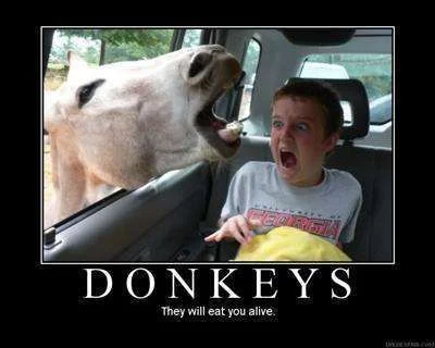 donkeys.webp