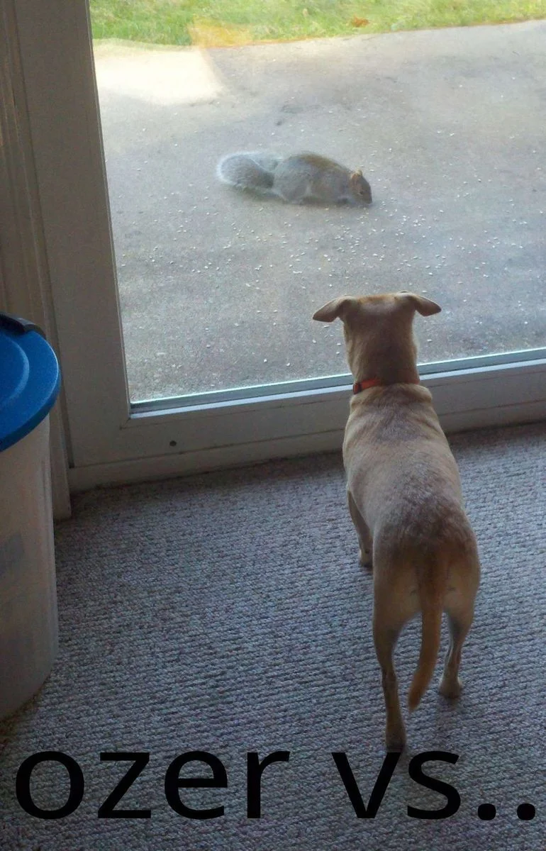 Doozer vs..webp