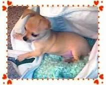 Doozer.webp