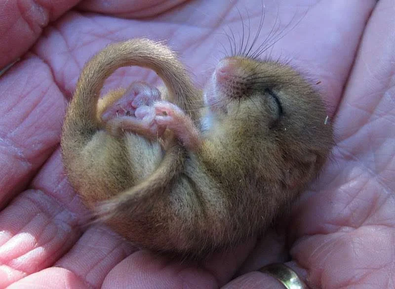 Dormice 040.webp