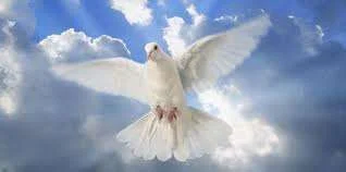 dove.webp