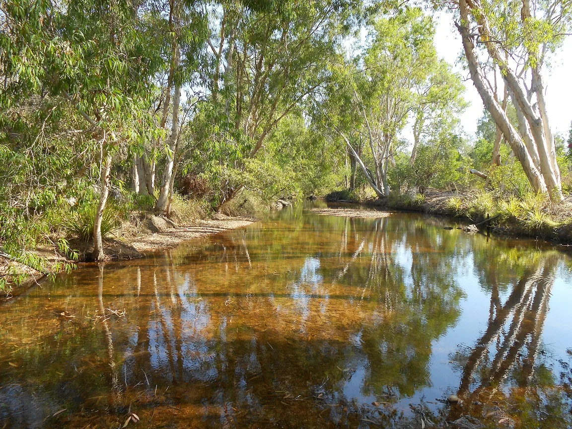 down the creek.webp