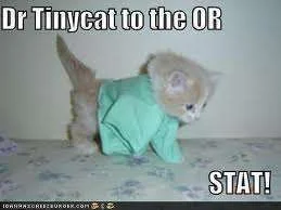 Dr Kitty.webp