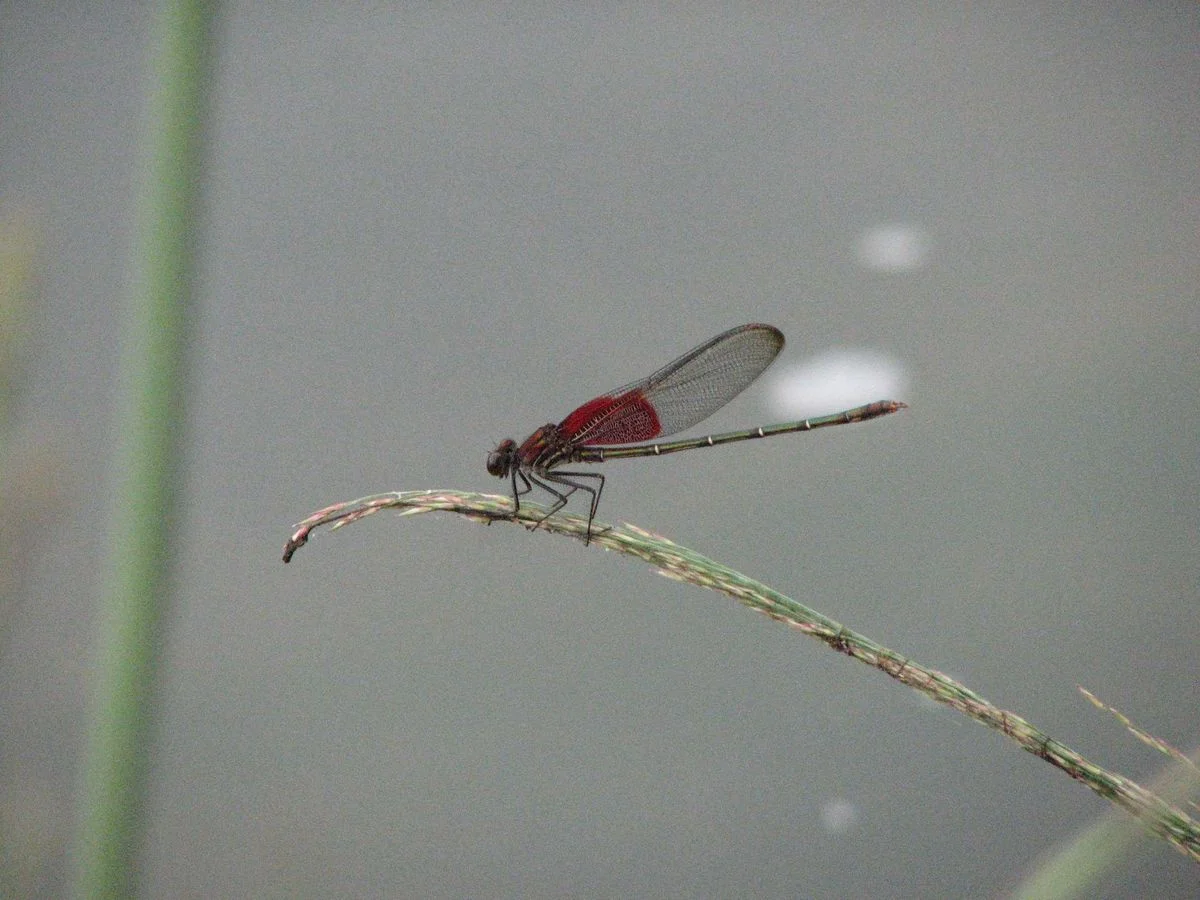 dragonflyinKerrville, TX_013.webp
