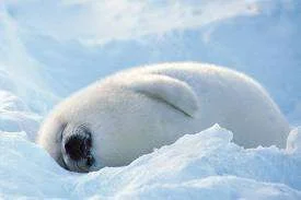 dreamy seal.webp