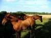 drenthe5.webp