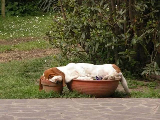 druged dog.webp