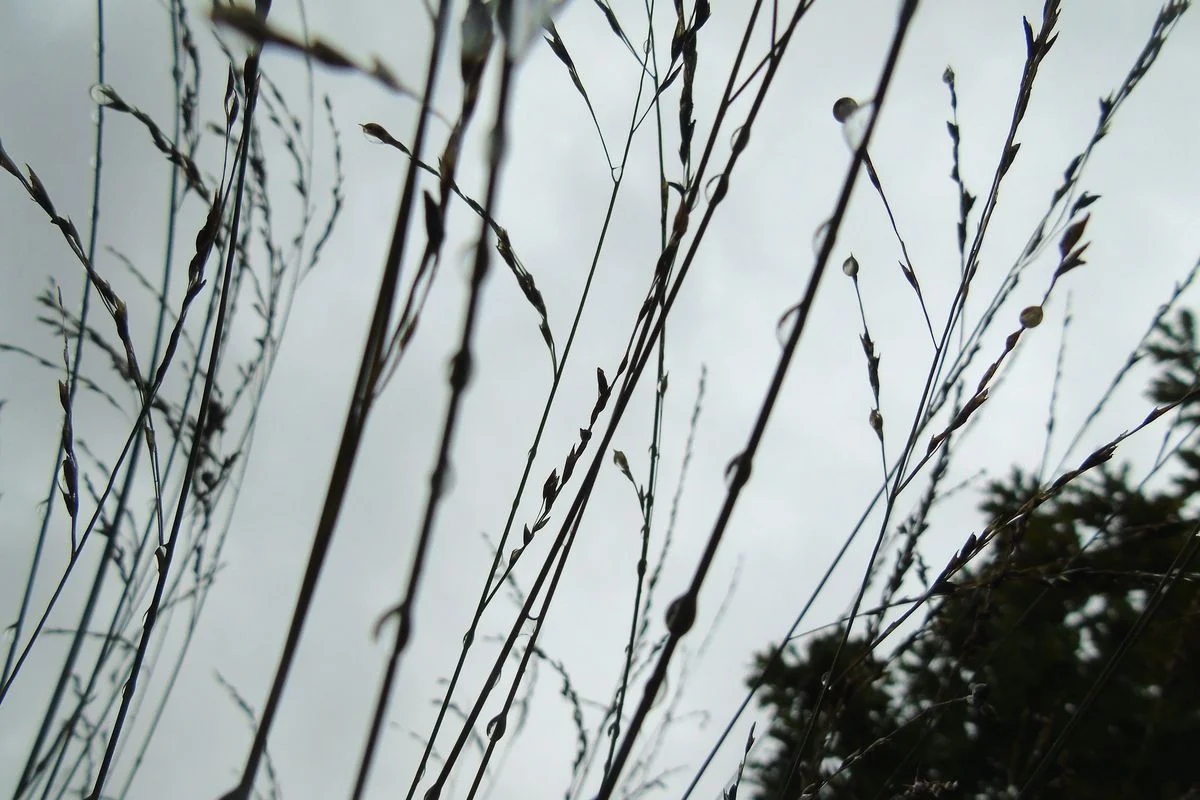 DSC00203.webp