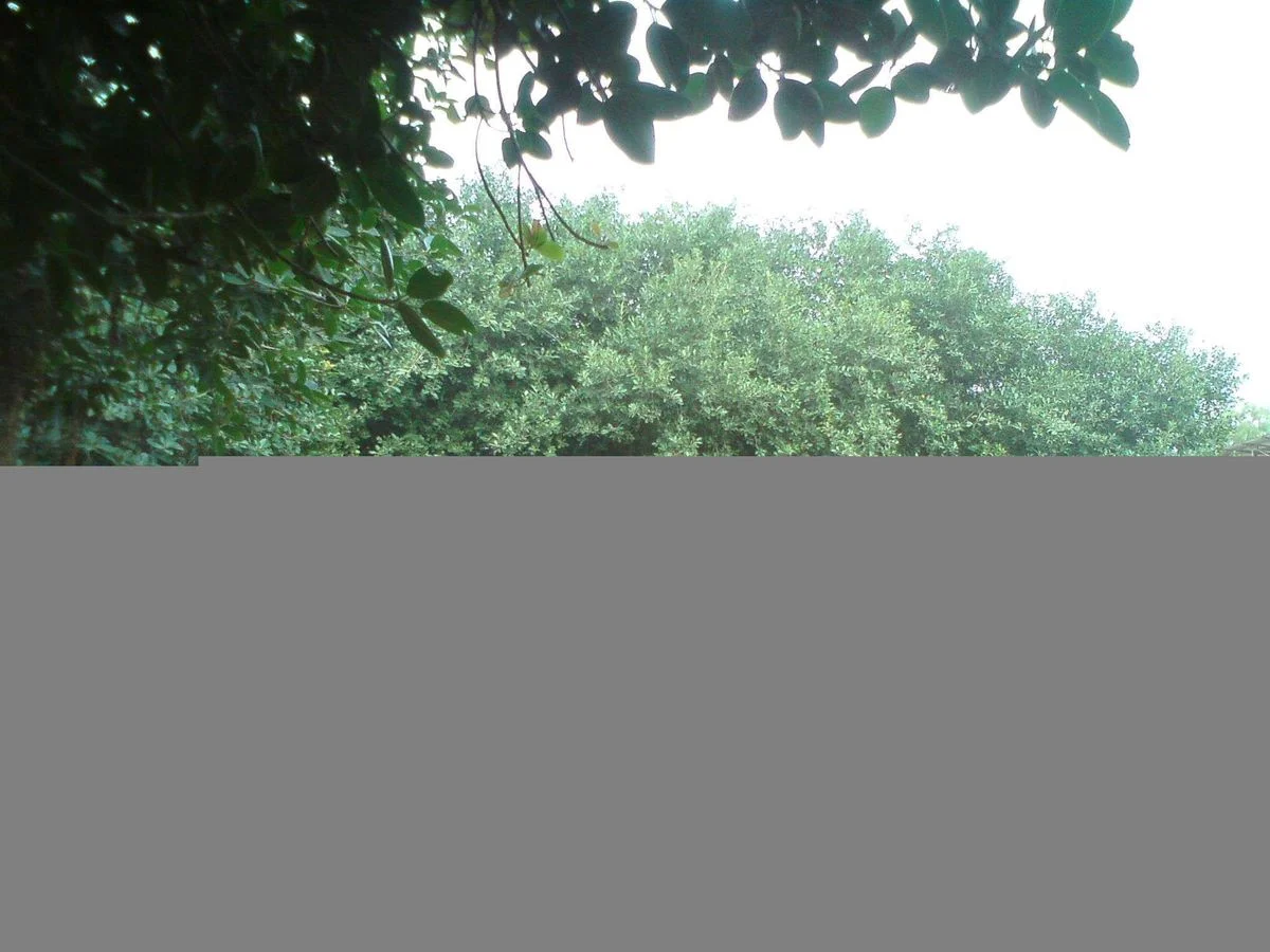 DSC00363.webp