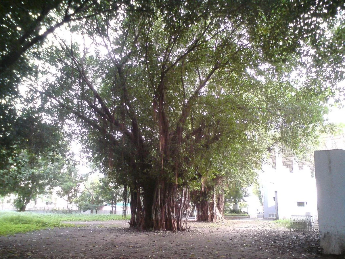 DSC00365.webp
