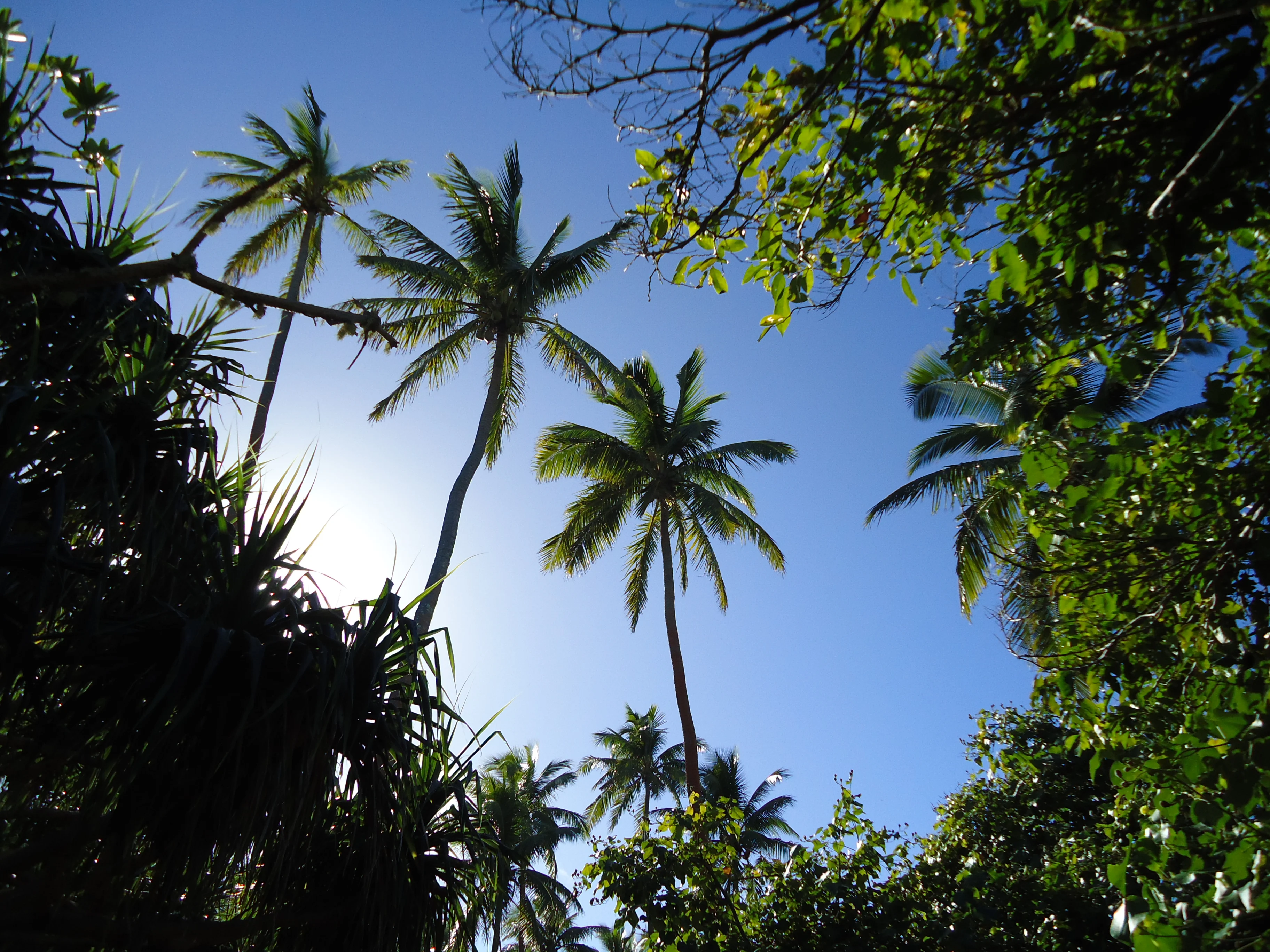 DSC00938.webp