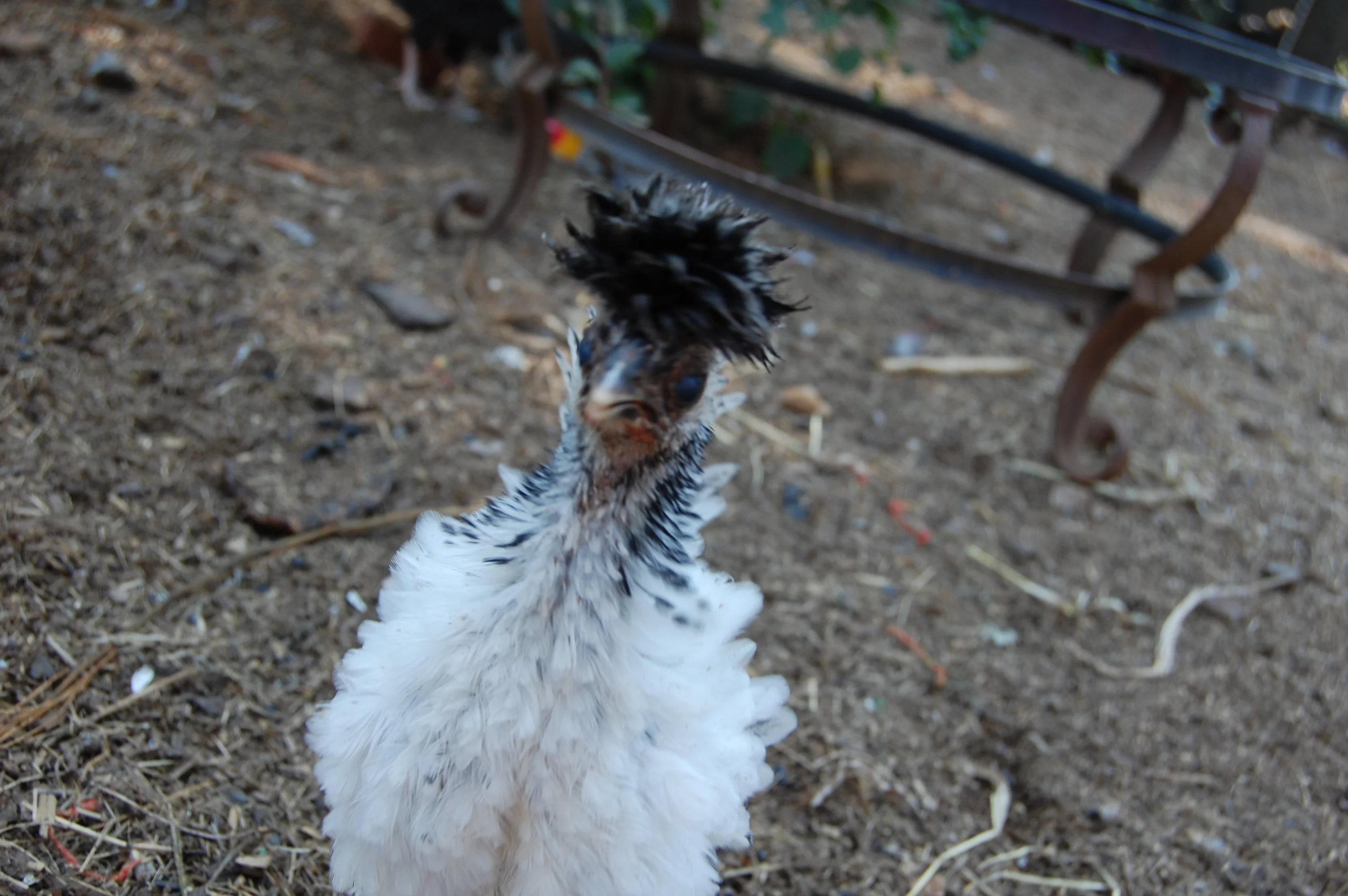 DSC_0069.webp