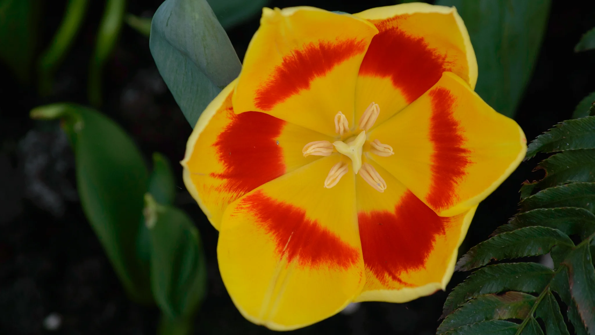 DSC_0990.webp