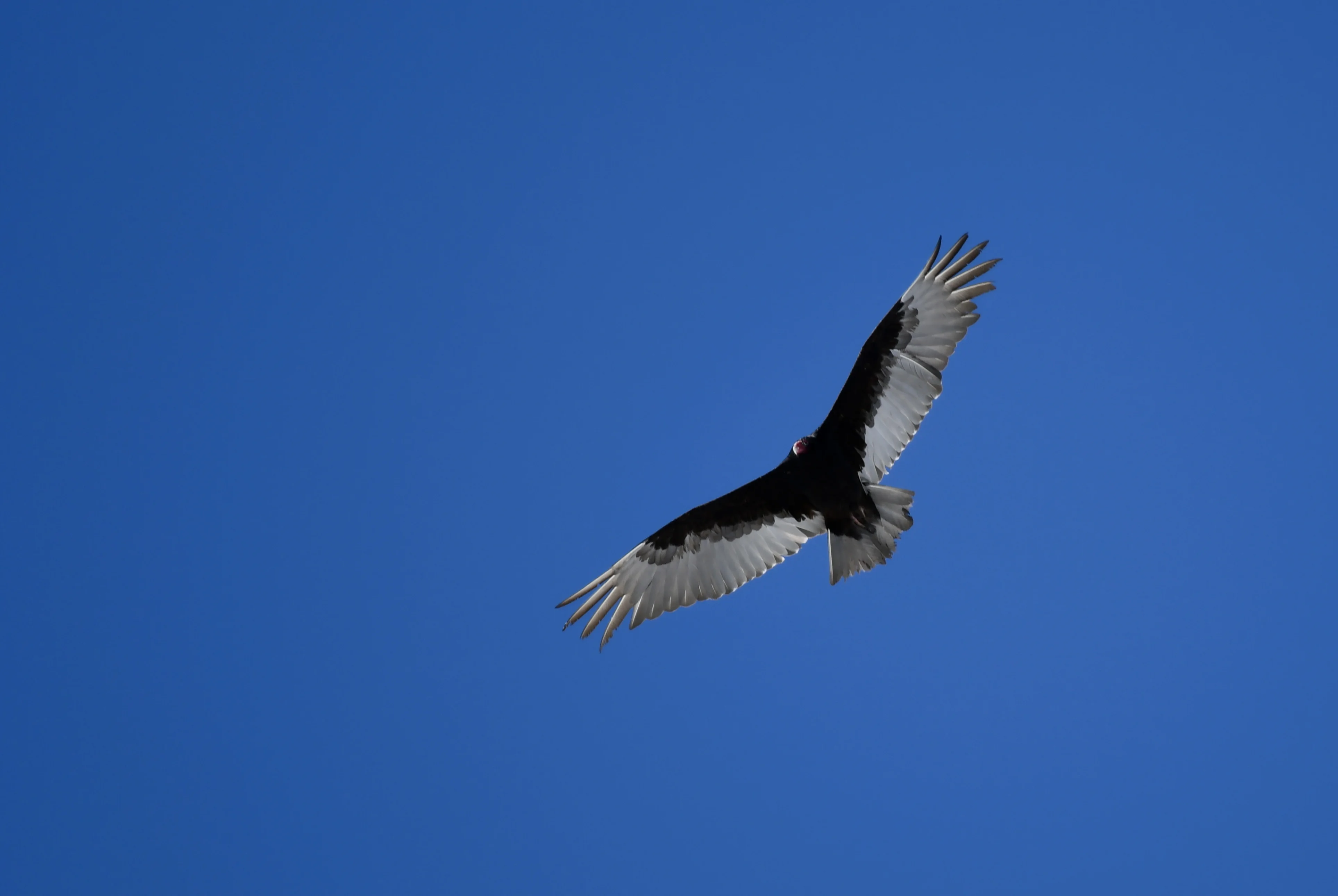 DSC_1652.webp