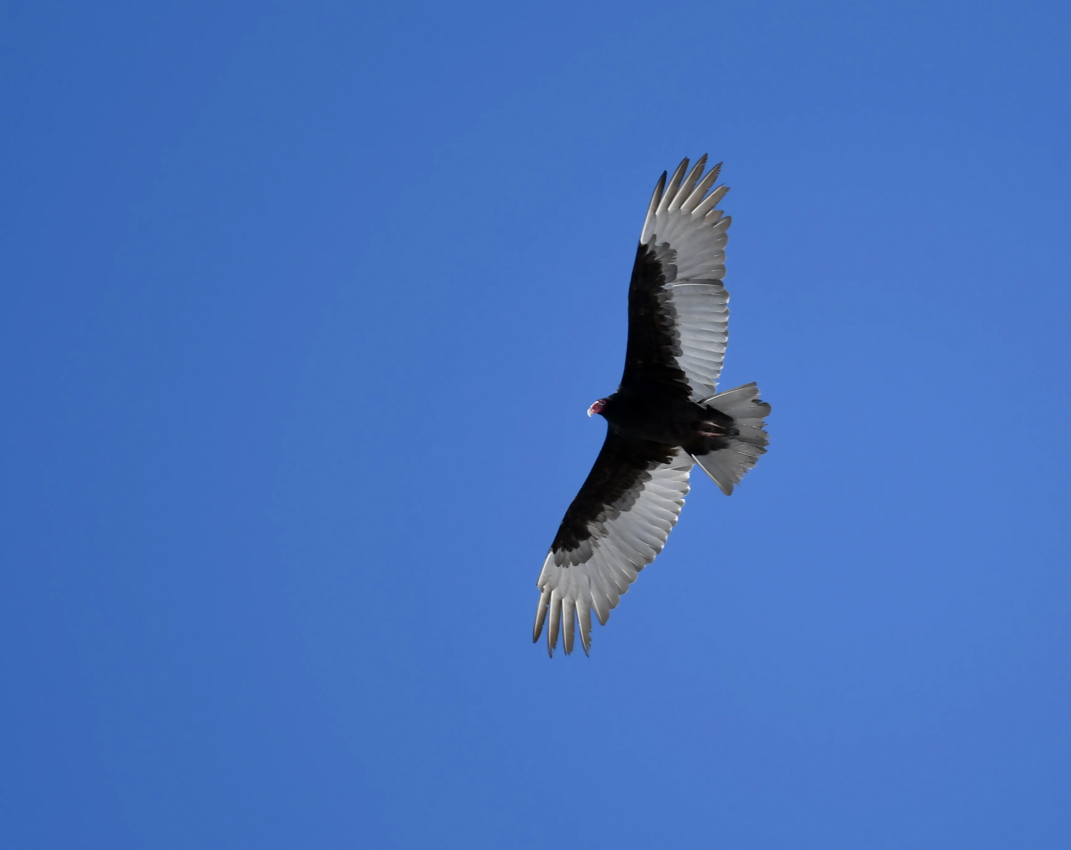 DSC_1657.webp