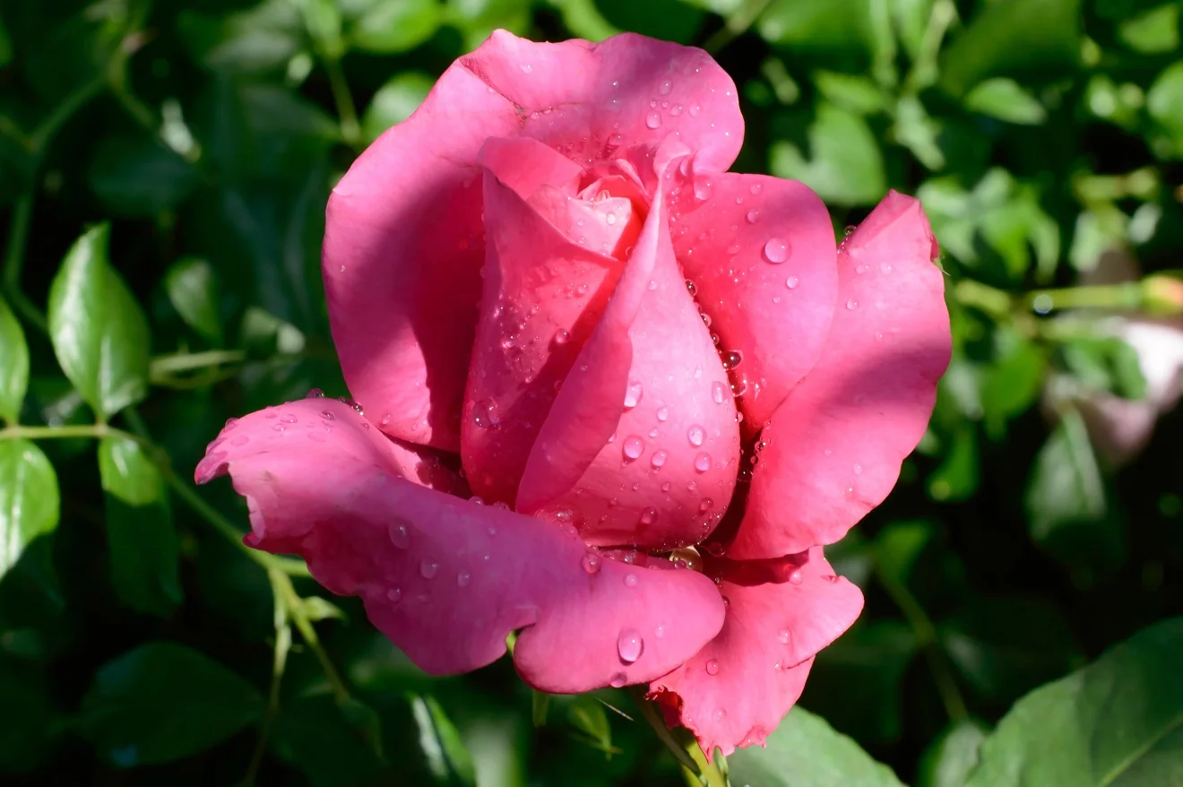 DSC_1805-1.webp