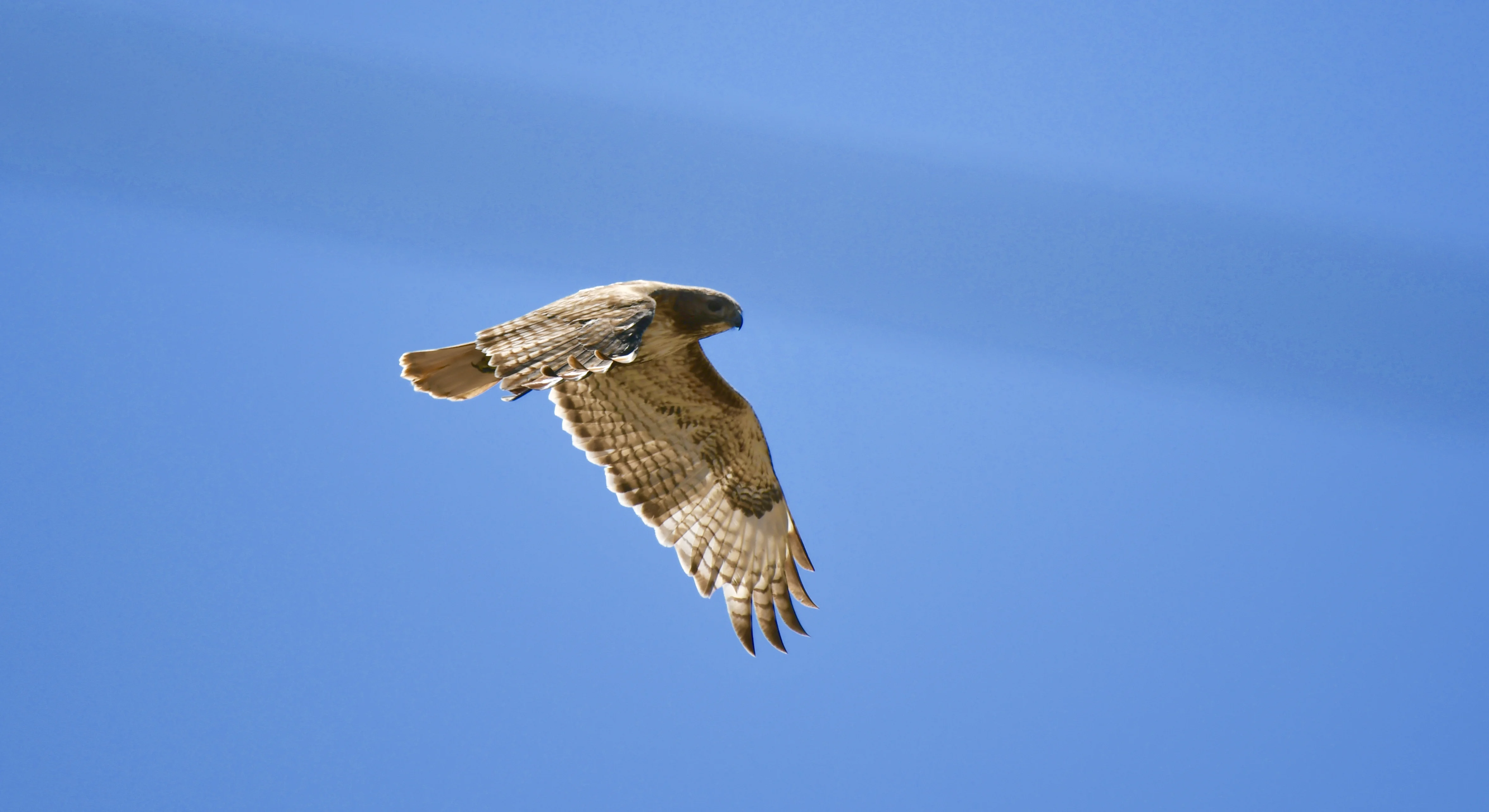 DSC_2062.webp