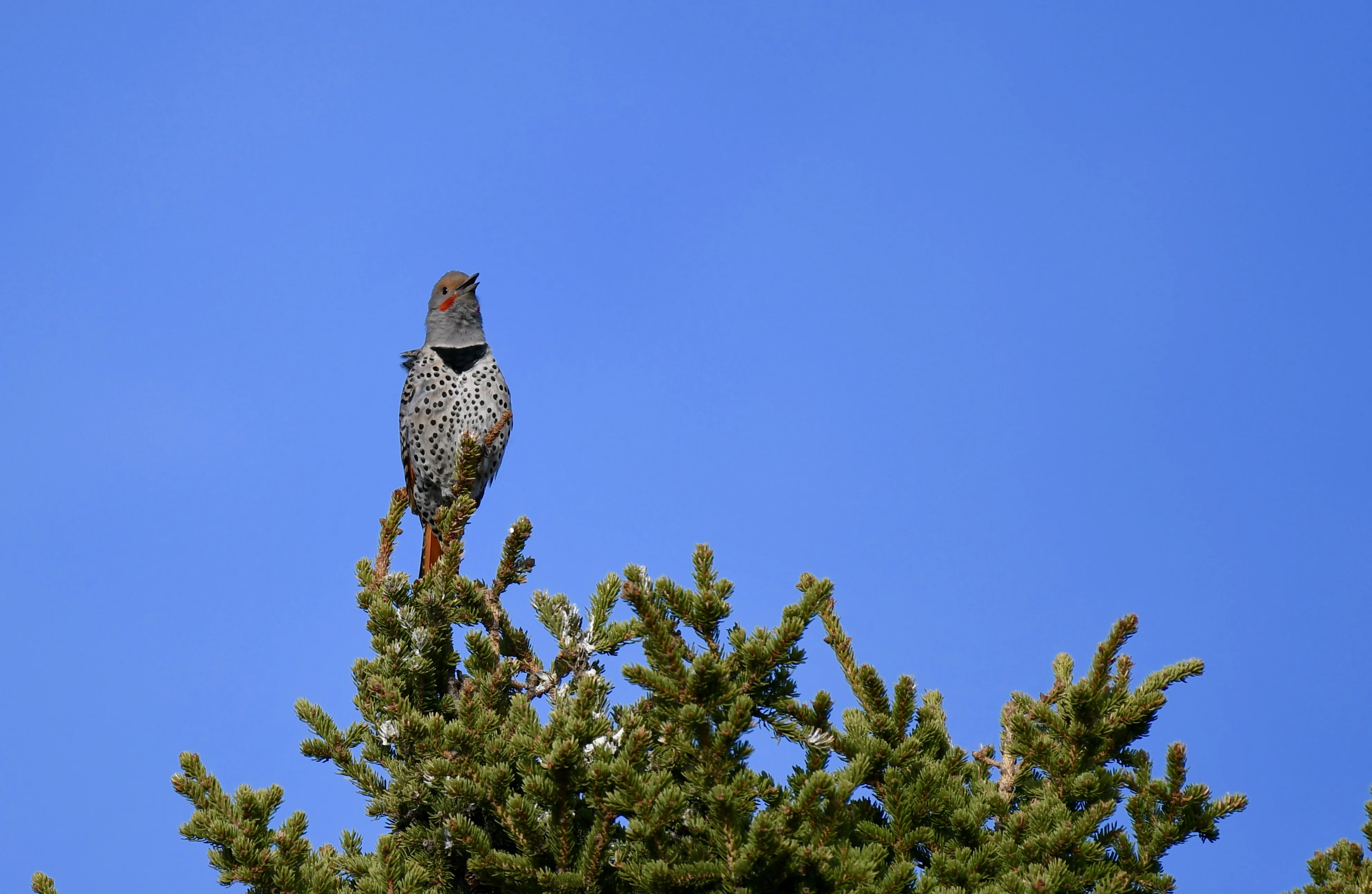 DSC_2127.webp