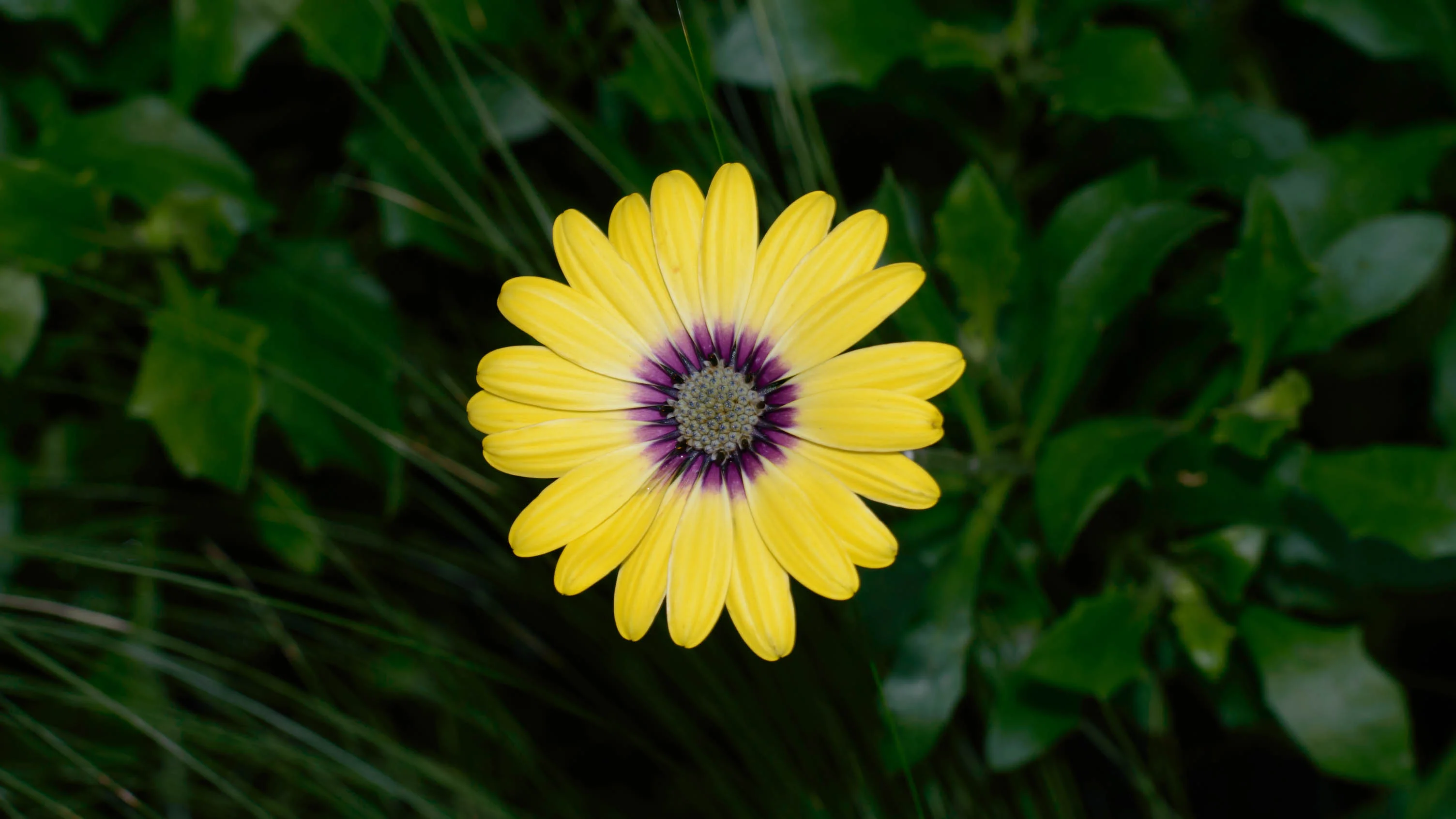 DSC_2451-Edit.webp