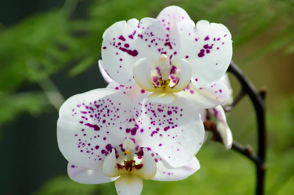 DSC_4053.webp