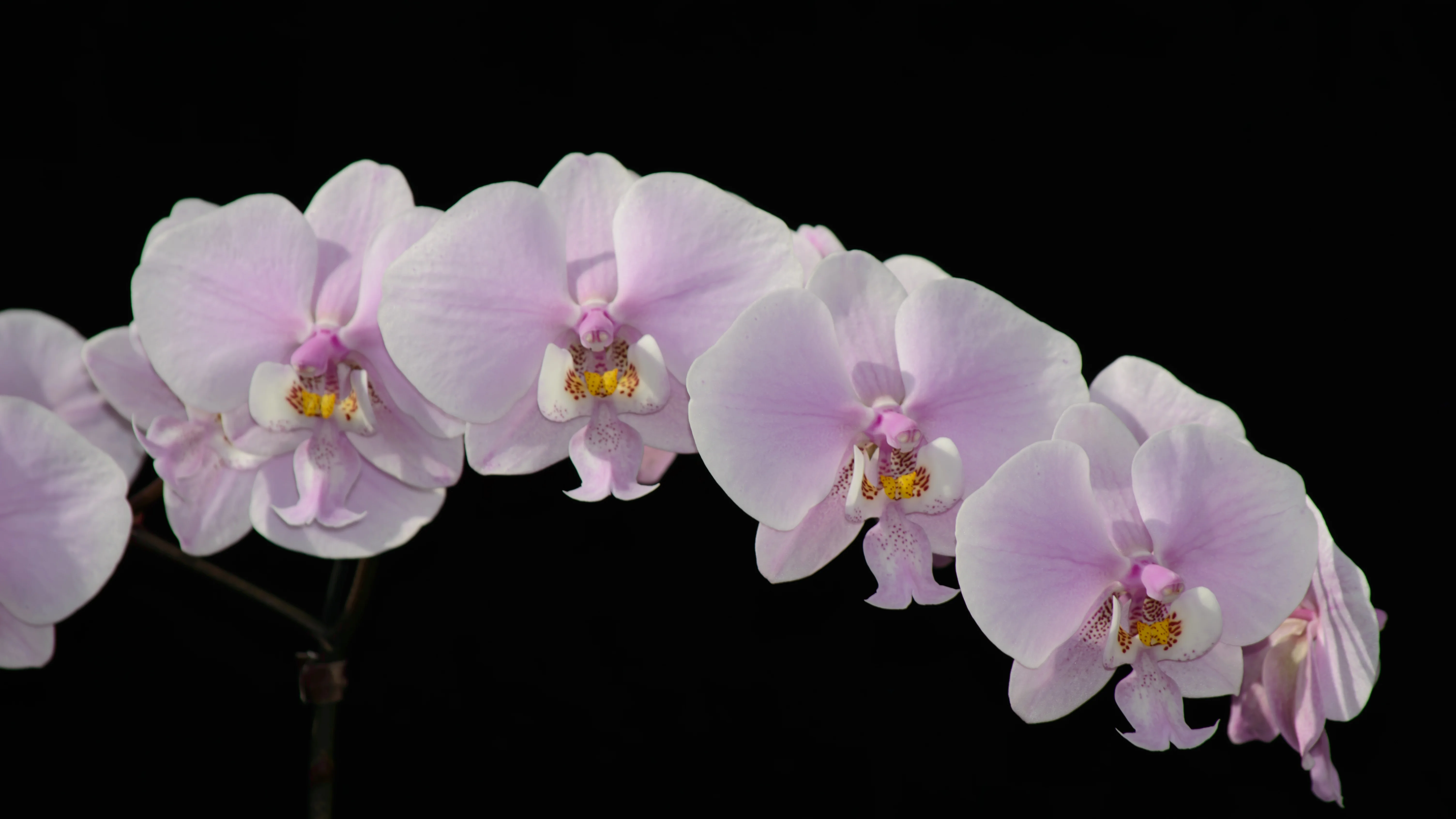 DSC_4058-1.webp
