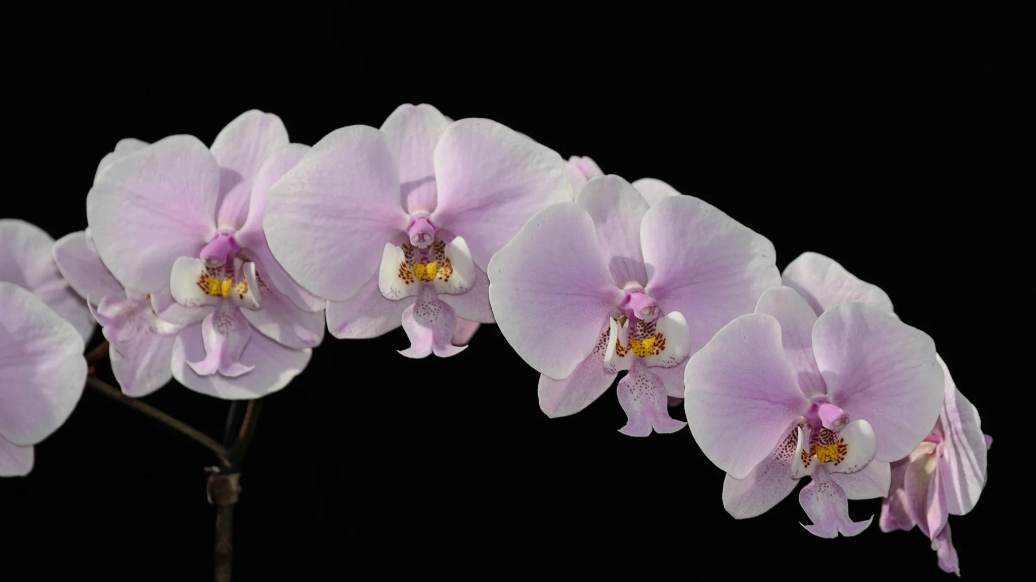 DSC_4058.webp