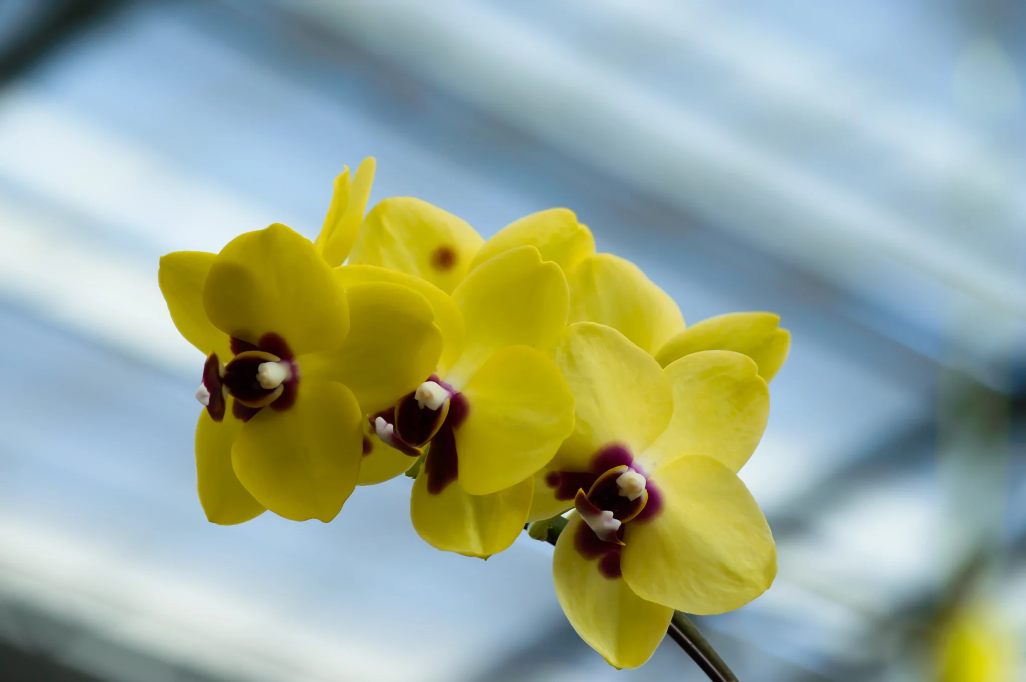 DSC_4063.webp