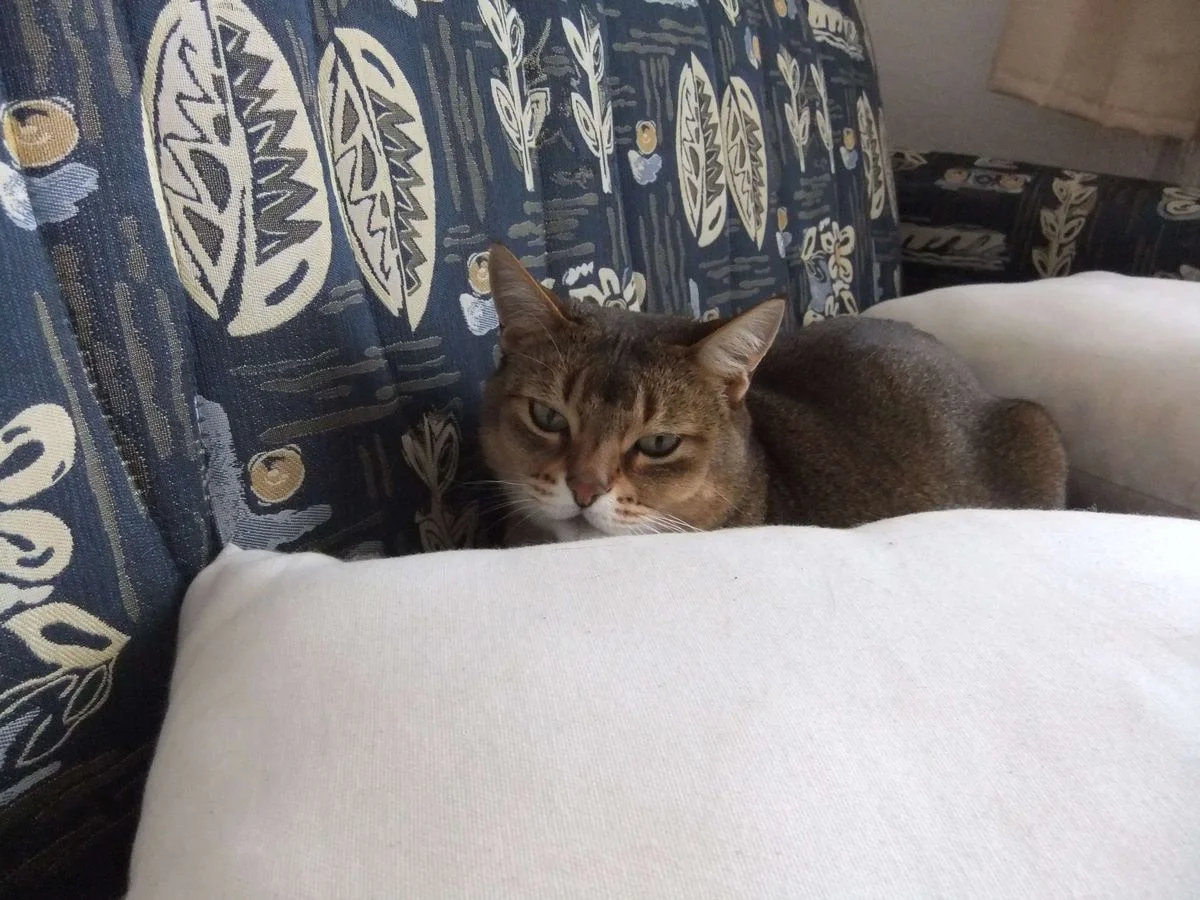 DSCF0343.webp