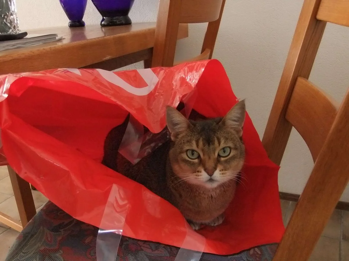 DSCF0578.webp
