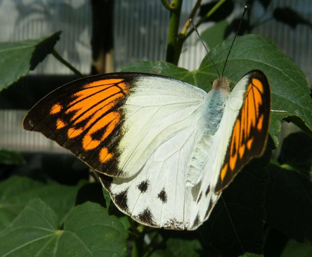 DSCF2841.webp