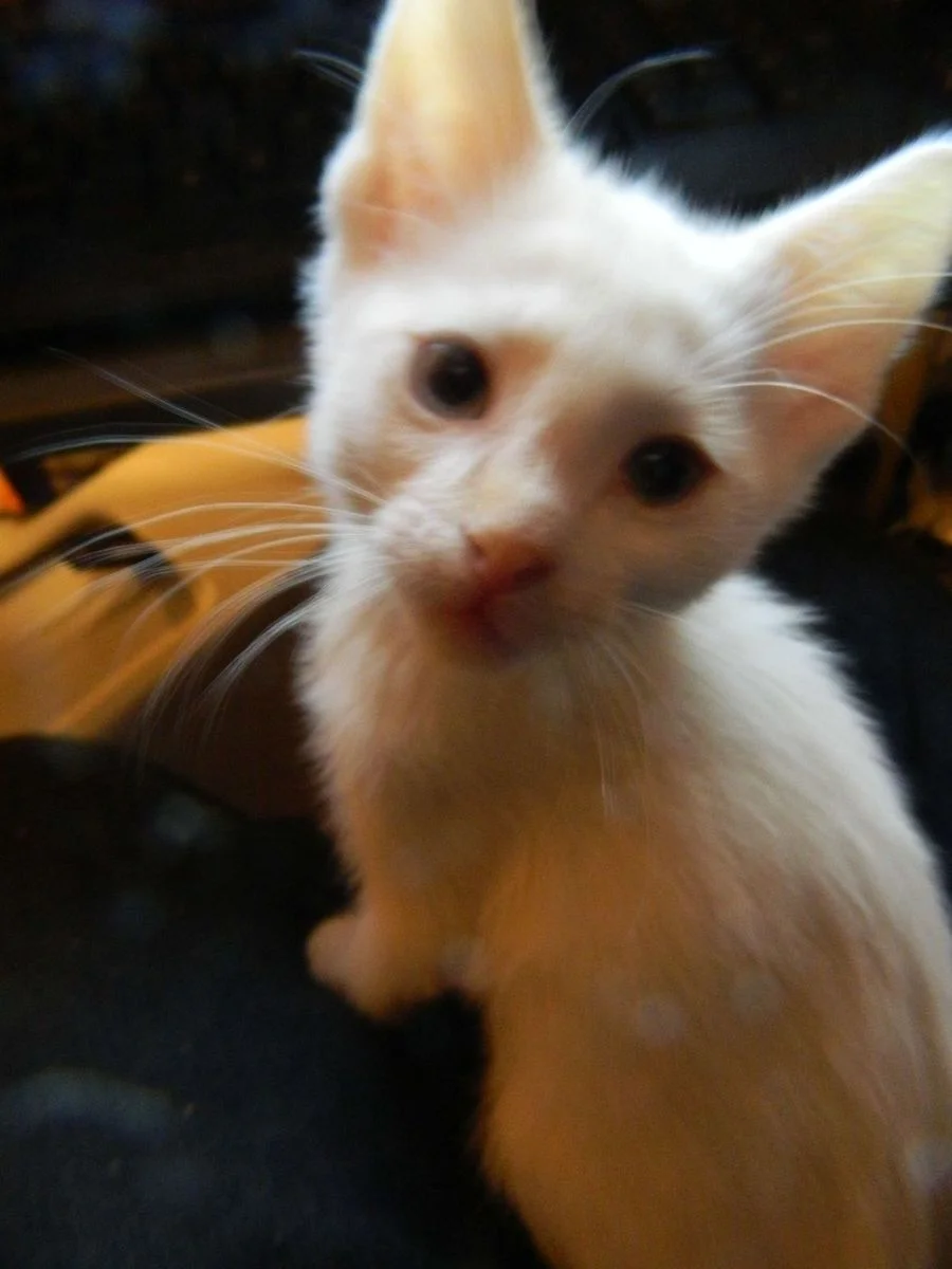 DSCN0950.webp