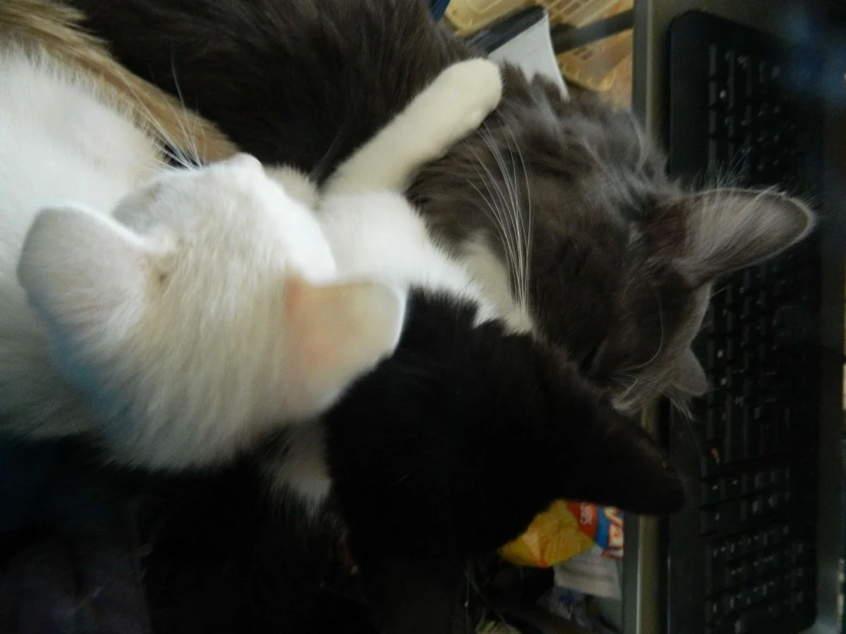 DSCN0967.webp