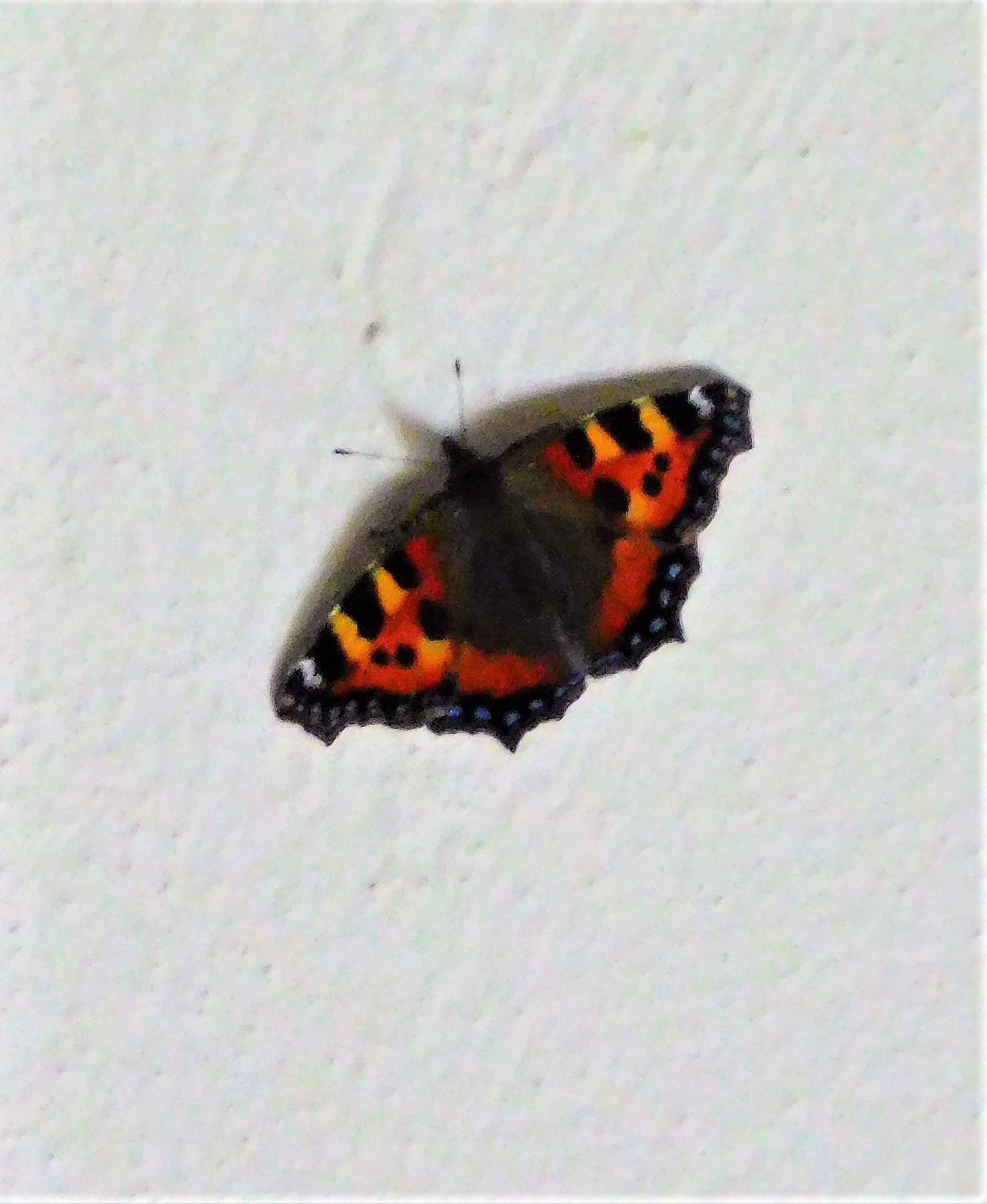 DSCN1713.webp