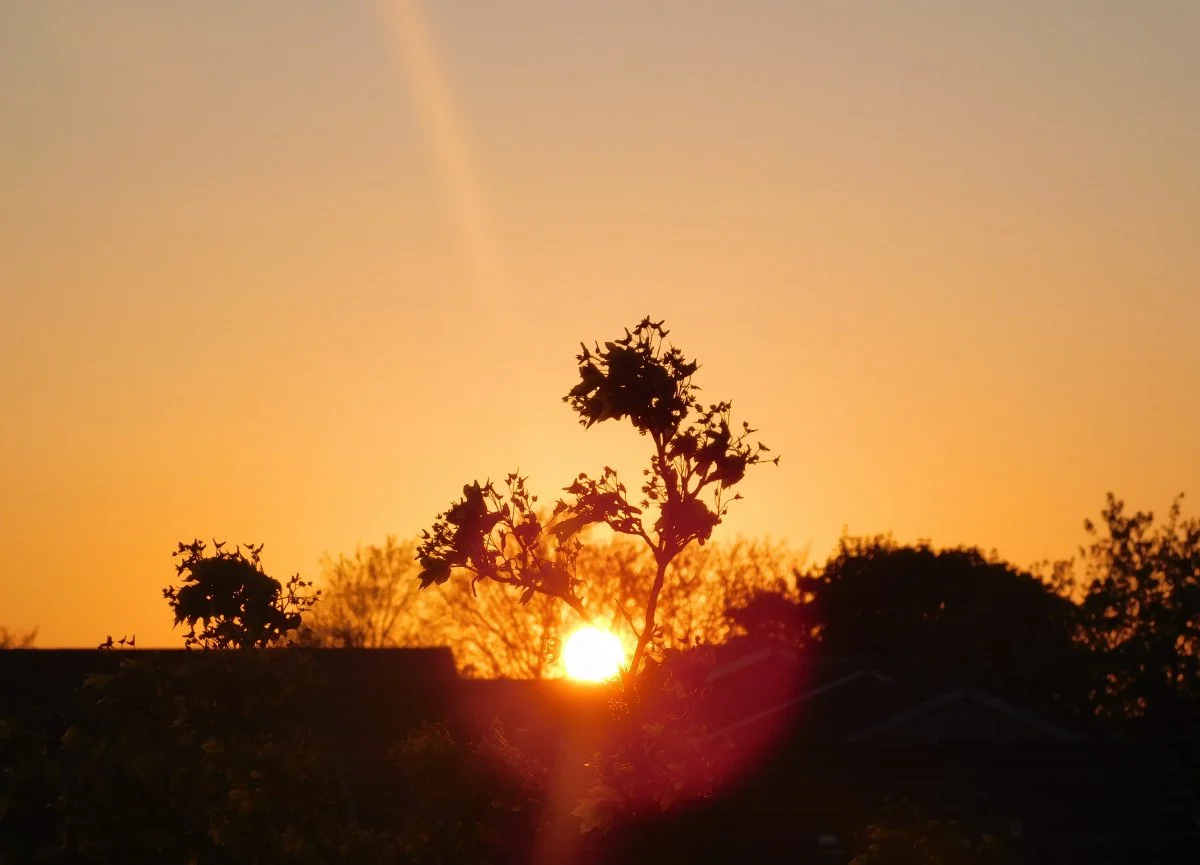 DSCN2116.webp
