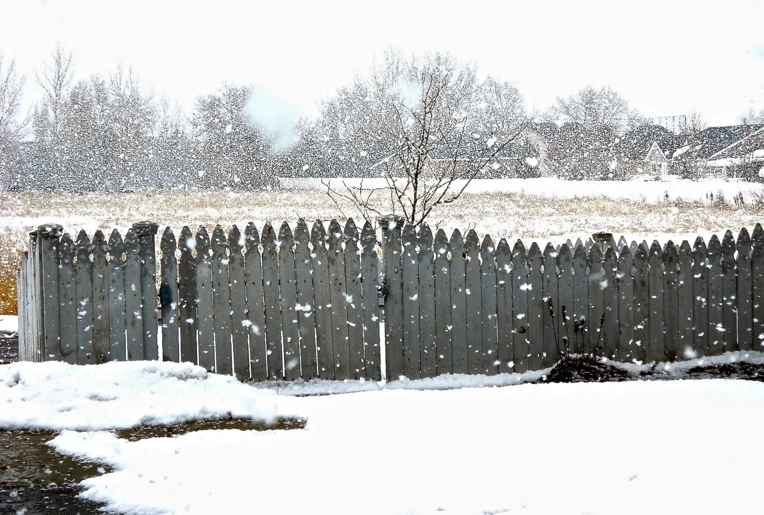 DSCN2802.webp